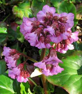 Bergenia cordifolia
