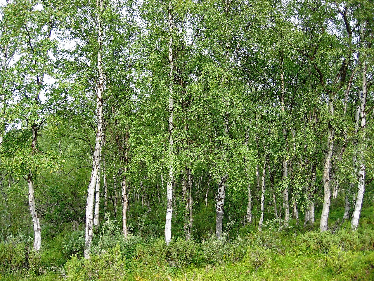Betula pendula
