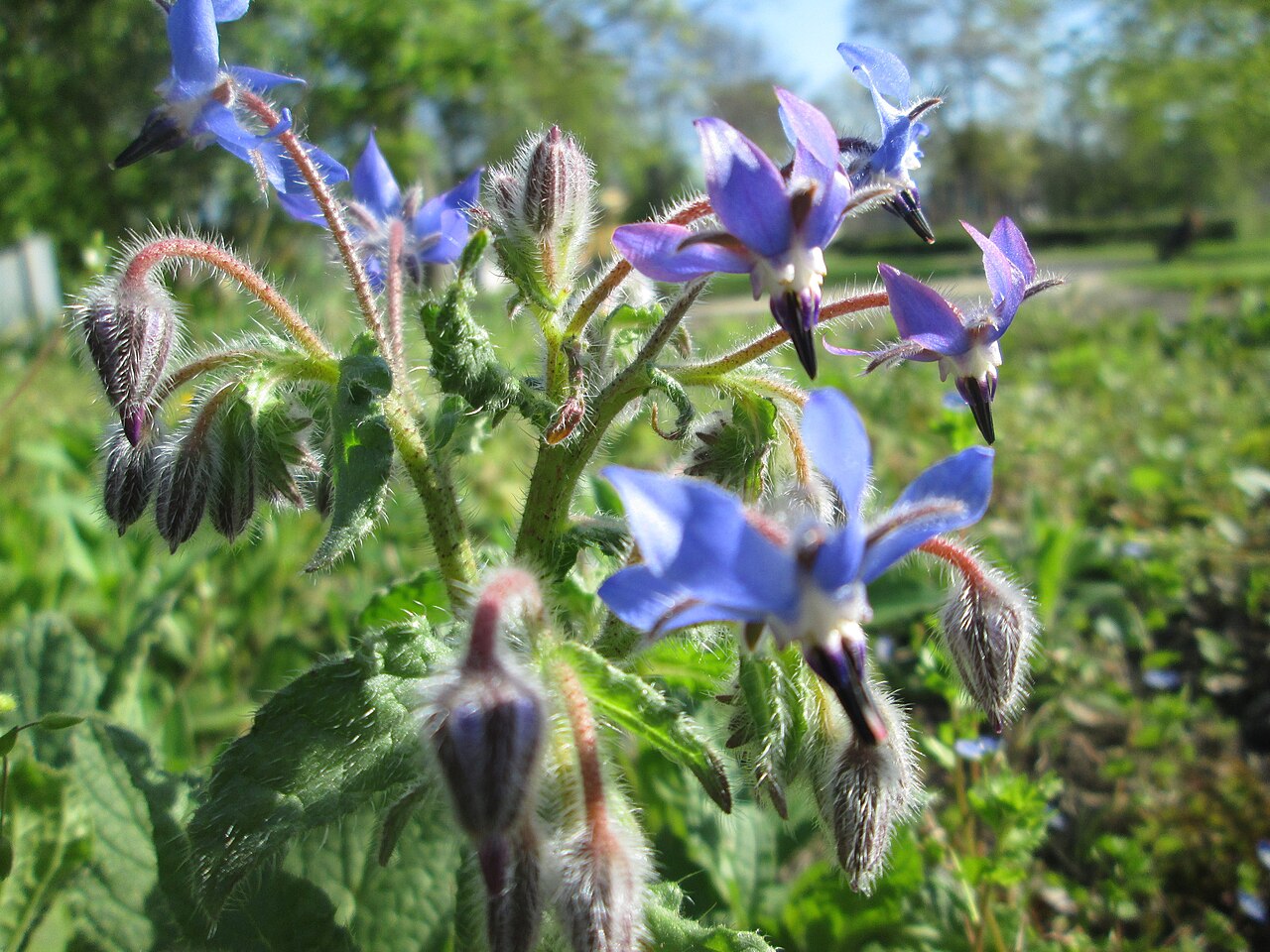 Borago officinalis