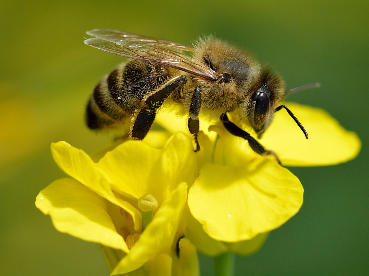 Brassica napus