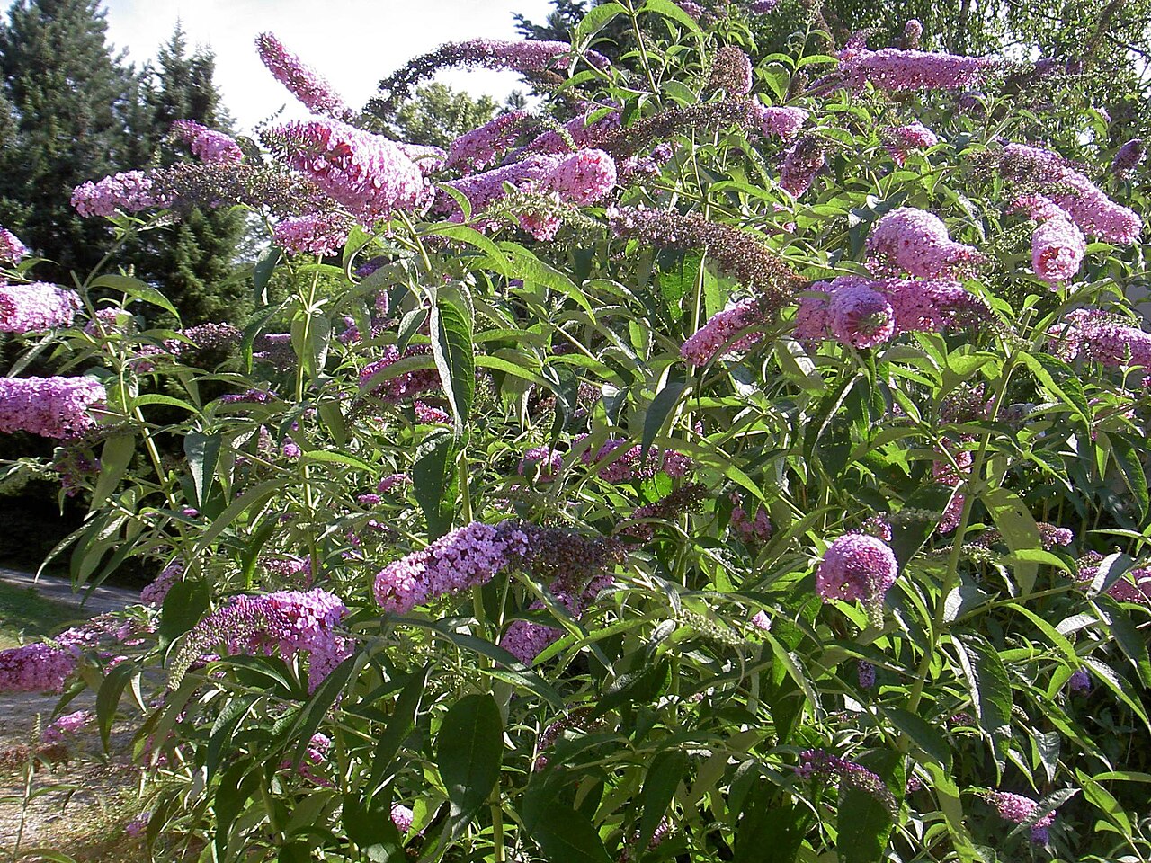 Buddleja davidii