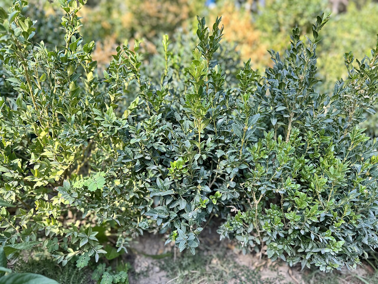 Buxus sempervirens