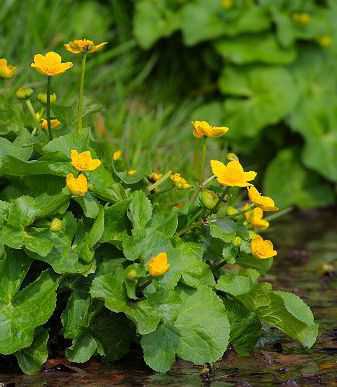 Caltha palustris