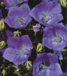 Campanula carp. 'Blaue Clips'