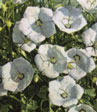 Campanula carp.'Weise Clips'