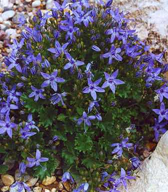 Campanula garganica