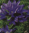 Campanula glomerata
