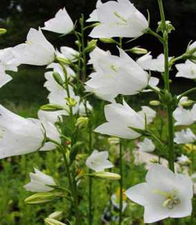 Campanula persicifolia 'Alba'