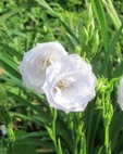 Campanula persicifolia 'La Bell'