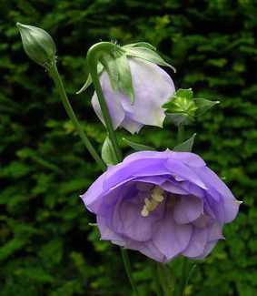 Campanula persicifolia 'La Belle Blue'