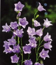 Campanula persicifolia