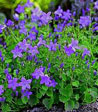 Campanula portenschlagiana 'Birch Hybrid'
