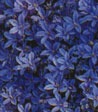 Campanula portenschlagiana