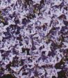 Campanula poscharskyana