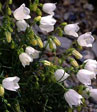 Campanula pusilla 'Alba'