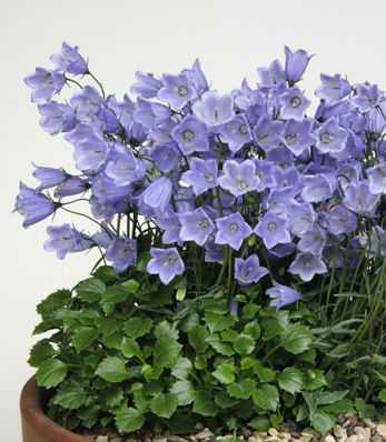 Campanula pusilla