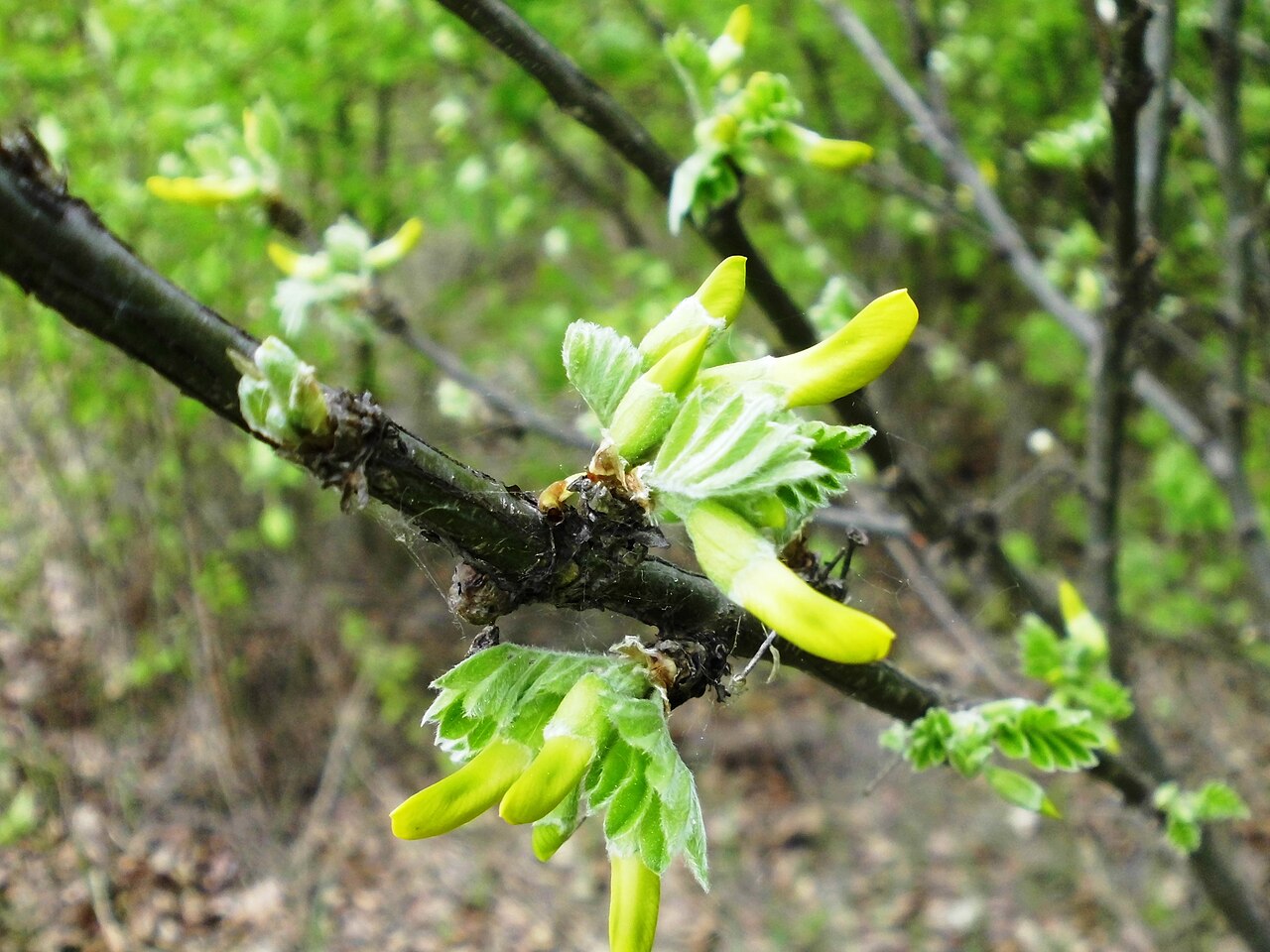 Caragana arborescens