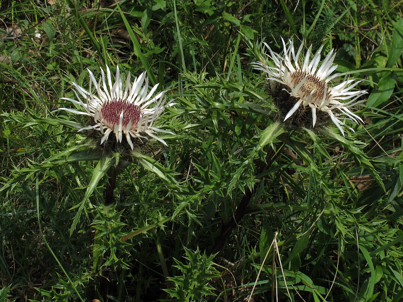 Carlina acaulis