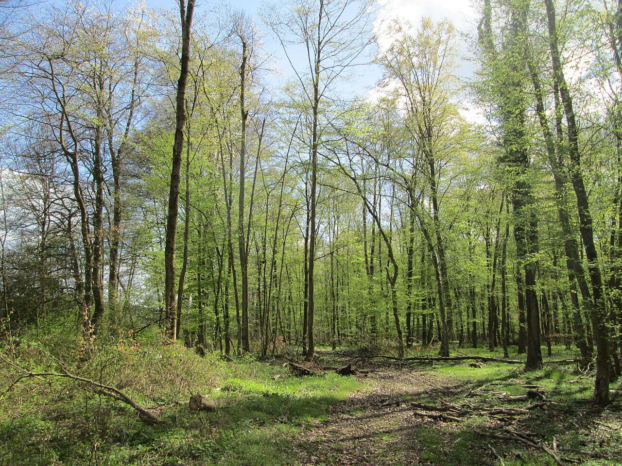 Carpinus betulus