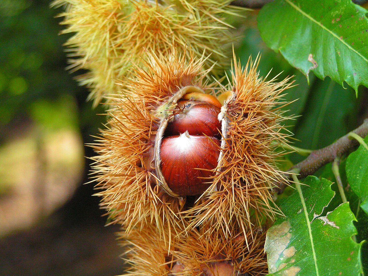 Castanea sativa