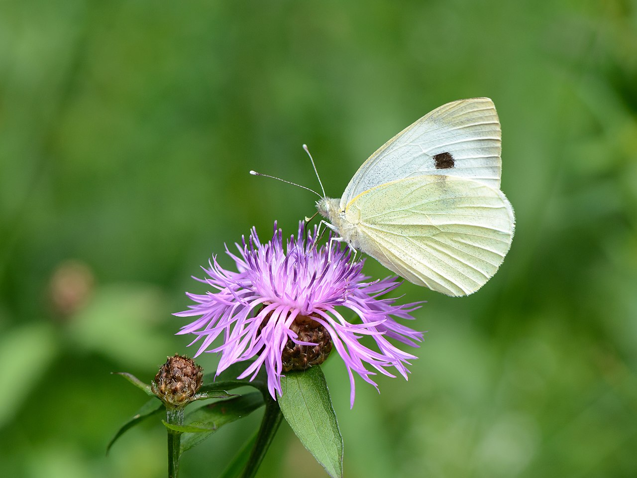 Centaurea jacea