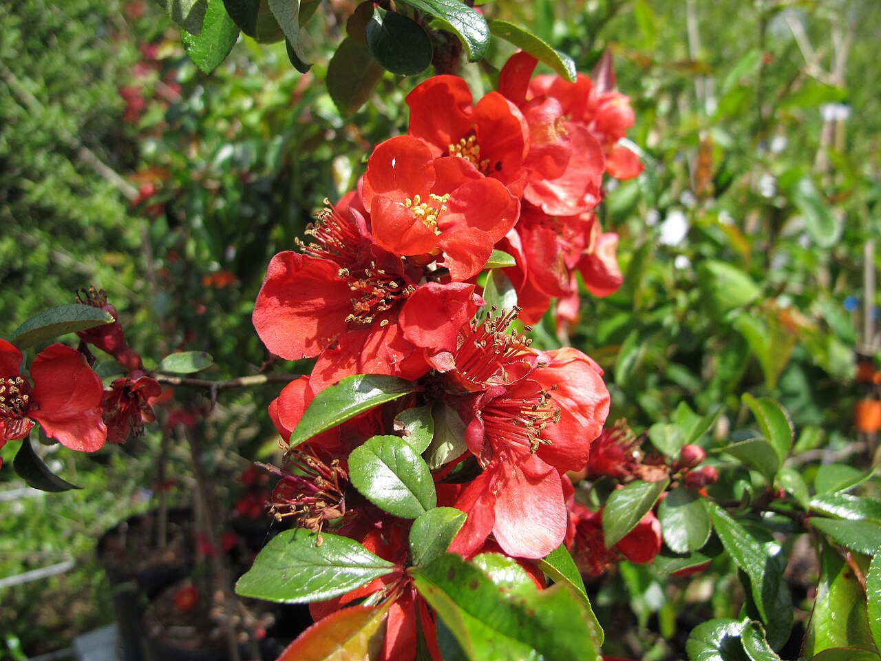 Chaenomeles japonica