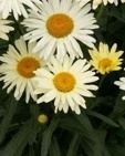 Chrysanthemum maximum (leucanthemum) 'Brodway Lights'