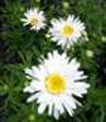 Chrysanthemum maximum (leucanthemum) 'Duplex'