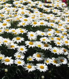 Chrysanthemum maximum (leucanthemum) 'Starburst'