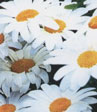 Chrysanthemum maximum (leucanthemum)