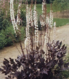 Cimicifuga ramosa 'Brunette'
