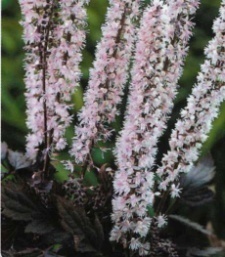 Cimicifuga ramosa 'Pink Spike'
