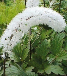 Cimicifuga simplex 'White Pearl'