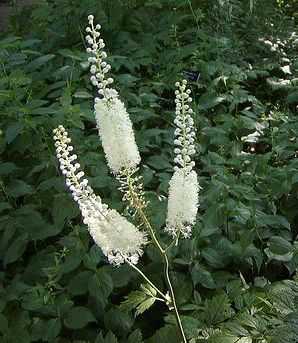 Cimicifuga simplex