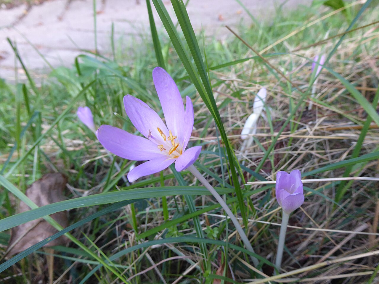 Colchicum autumnale