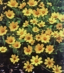 Coreopsis auriculata f.nana 'Elfin Gold'