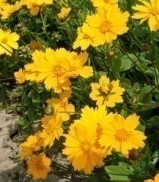 Coreopsis 'Baby Sun Special'
