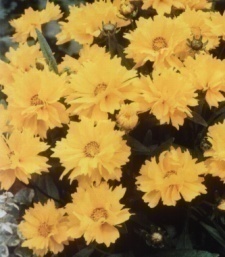 Coreopsis grandiflora 'Presto'