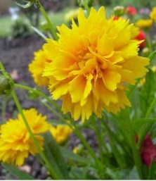 Coreopsis grandiflora 'Sunray'