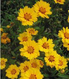 Coreopsis lanceolata 'Walter'