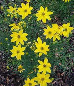 Coreopsis verticilata 'Zagreb'