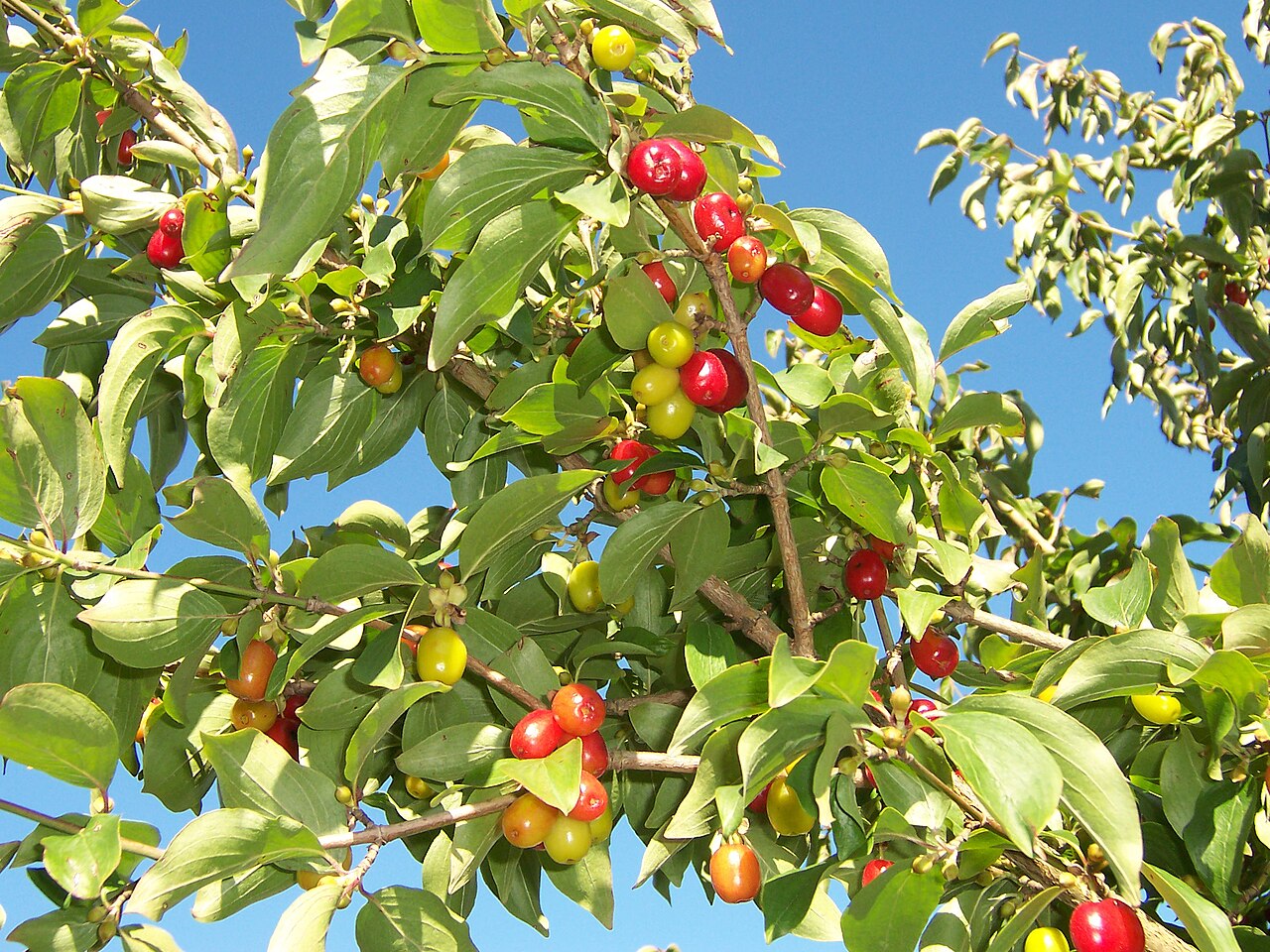 Cornus mas