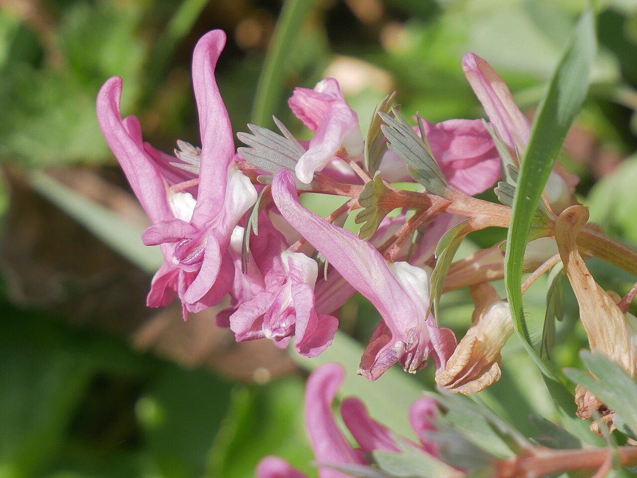 Corydalis solida