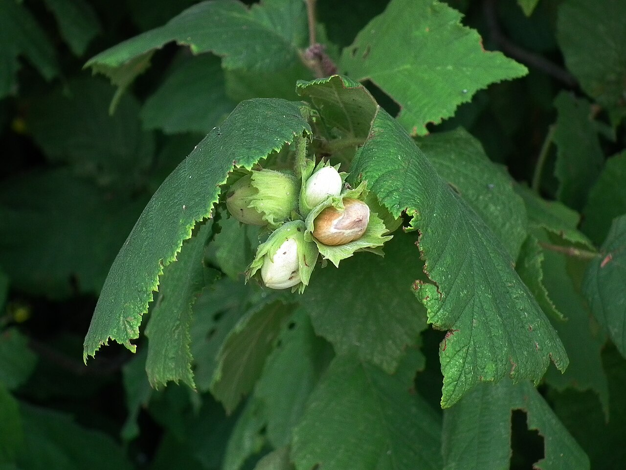 Corylus avellana
