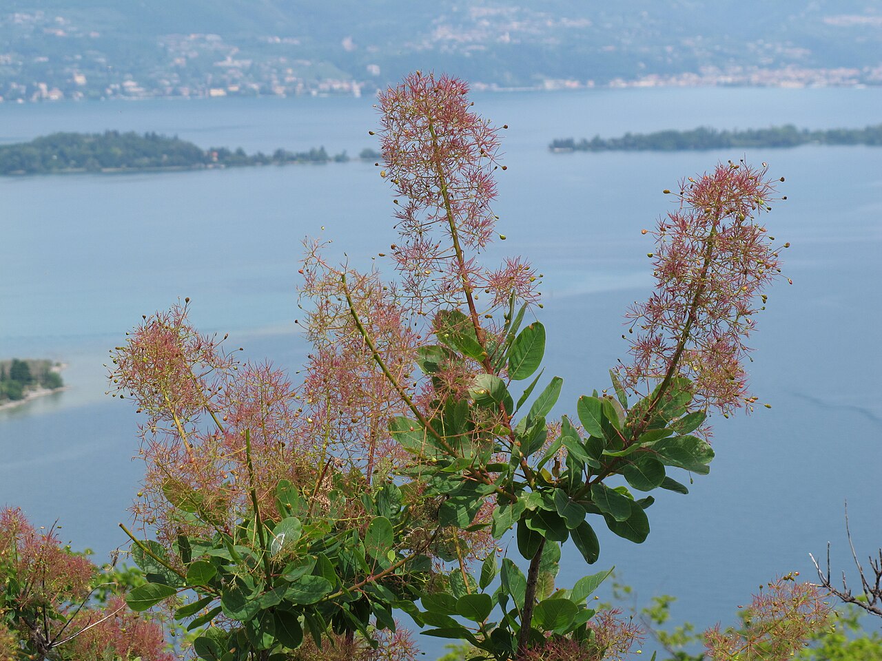 Cotinus coggygria
