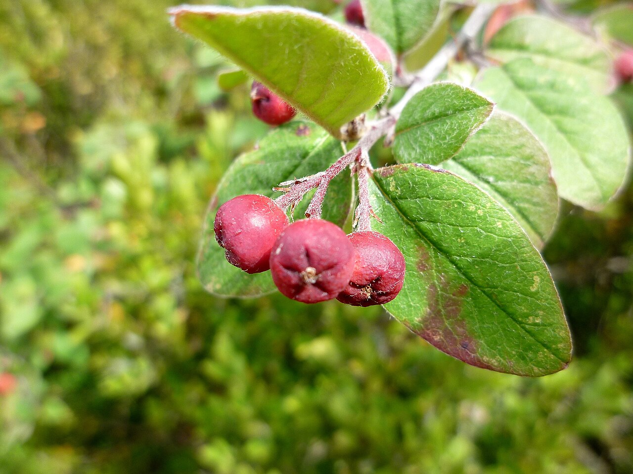 Cotoneaster integerrimus