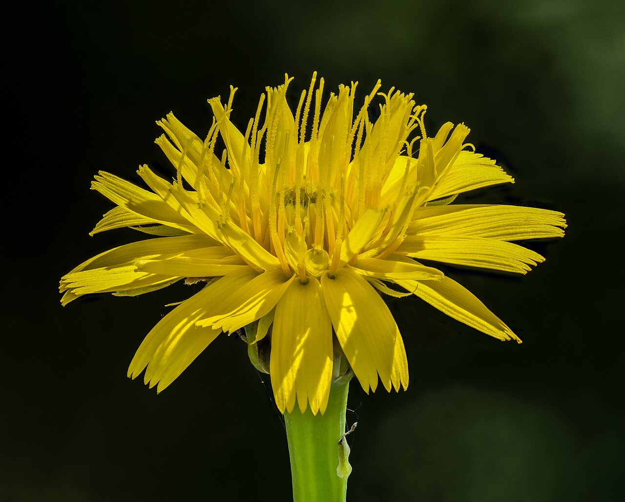 Crepis biennis