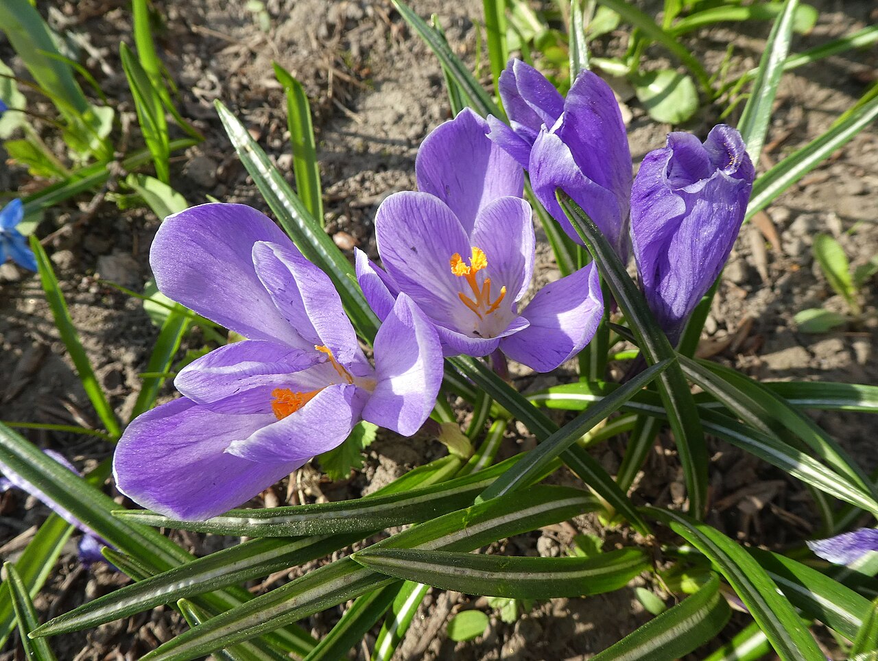 Crocus vernus