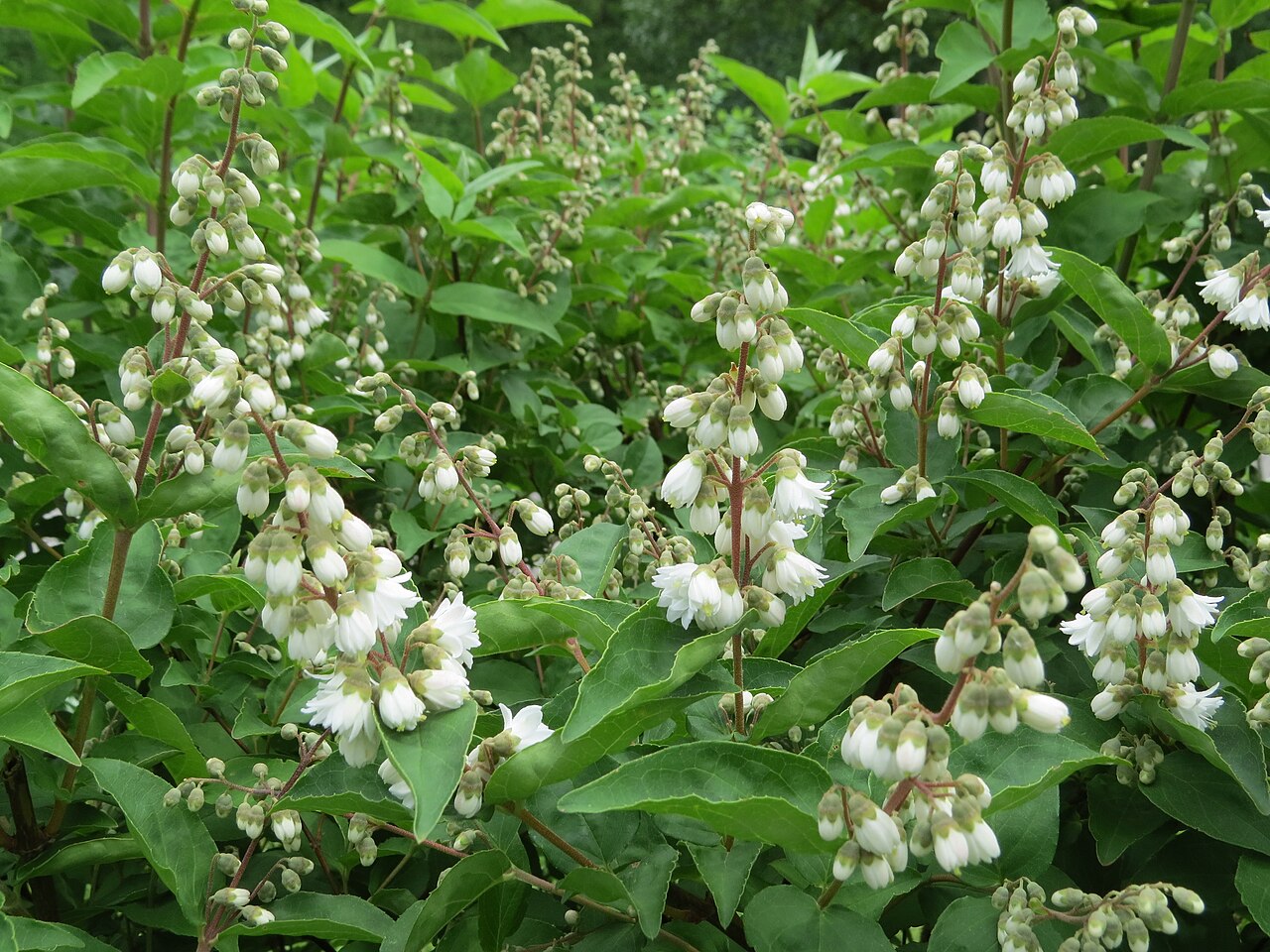 Deutzia scabra