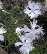 Dianthus alpinus 'Alba'